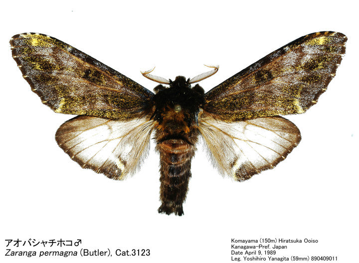 Zaranga permagna 890409011.jpg